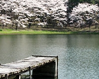 kn001.jpg